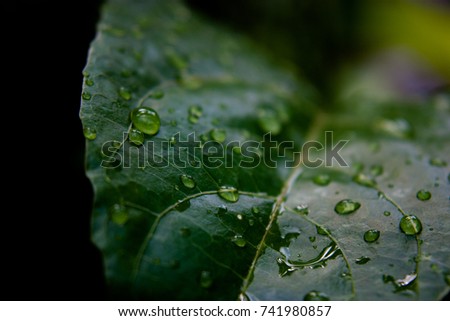 rain drops on the leaves after rain