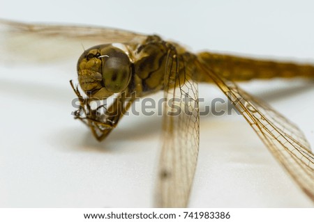 close up shot of dragonfly