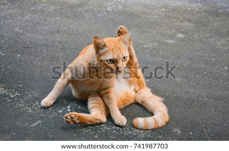 Orange cat is scratching