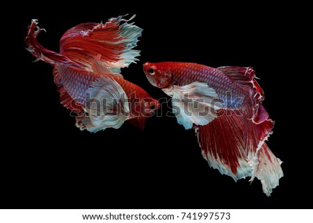 The moving moment beautiful of red siamese betta fish or half moon betta splendens fighting fish in thailand on black background. Thailand called Pla-kad or dumbo big ear fish.
