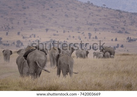 elephant, african Elephants, big family in the dust, landscape Serengeti, Tanzania, Africa                         