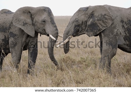 african elephants, Elephant Bull, one Bull after attacked from a Lion, he lost a part of his trunk, Serengeti, Savannah, Tanzania, Africa                         
