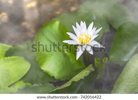 One White lotus flower in fog