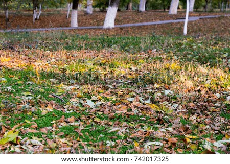 Yellow leaves fell down on green grass