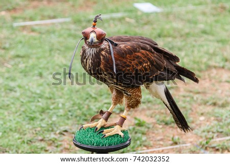 Eagle Harris with cap. Parabuteo unicinctus. Falconry.