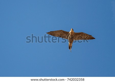 Peregrine Falcon in flight. Falco peregrinus. Falconry.