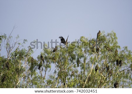 Black-eared Kite | Birds of Thailand