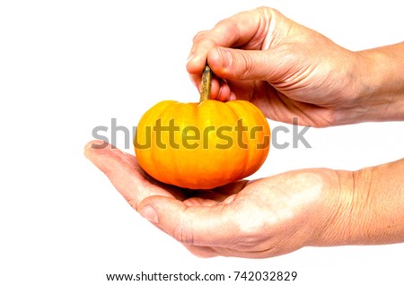 Small orange pumpkin in hand holding. Pumpkin in the hands. Pumpkin on white background.