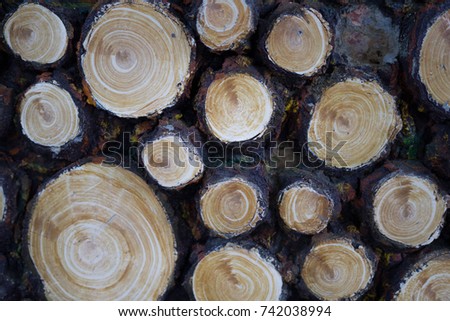 special wood background 