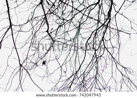 Black and white tree branch background.