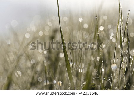 Drops in the grass, morning