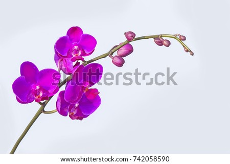 Macro close up of a purple orchid flower