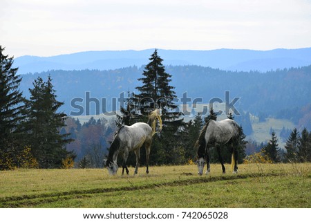 horses on the mountain pasture, autumn landscapes
