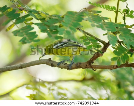 Common iora (Aegithina tiphia) holding a worm in mouth. Little yellow bird perched on a tree branch with green lush foliage of tropical jungle. 