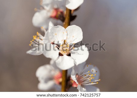 flowers on the tree in nature