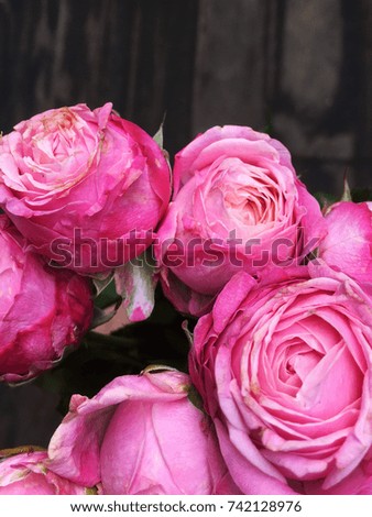 shabby pink bombastic rose on wooden background. 
