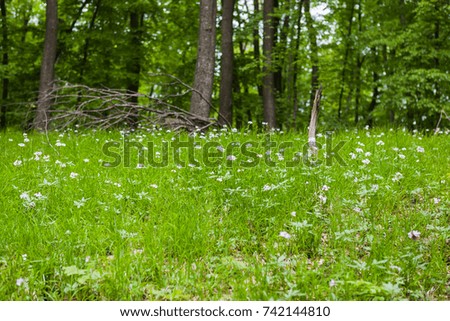 Forest ground with green plants and white flowers