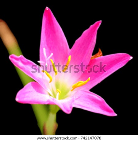 Zephyranthes Lily or rain Lily. Picture in vintage and retro tone