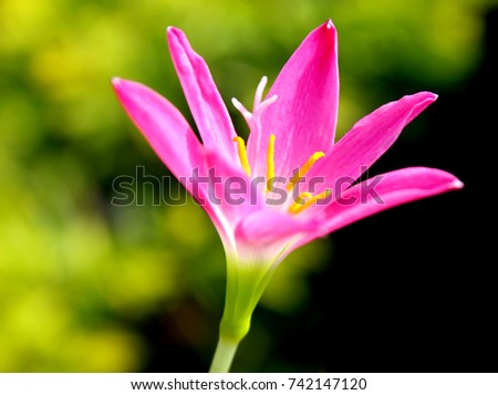 Zephyranthes Lily or rain Lily. Picture in vintage and retro tone