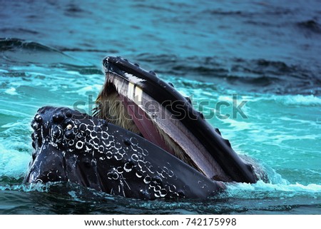 Whale Predation