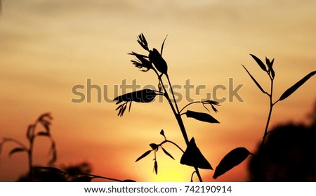The orange light of the sun reflects the foliage in a beautiful silhouette.