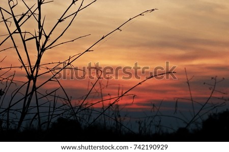 Orange sunset in the evening reflects the beautiful black silhouette of the trees, good atmosphere.