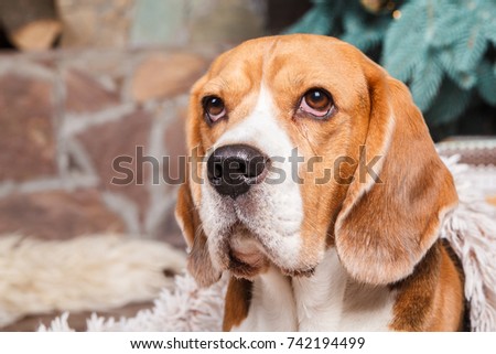 Beautiful beagle dog sits near a New Year tree. New year and Christmas concept. Close-up with copy space.