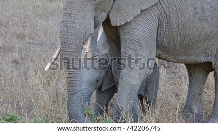 Elephant, african elephant Baby, Serengeti, Tanzania, Africa                            