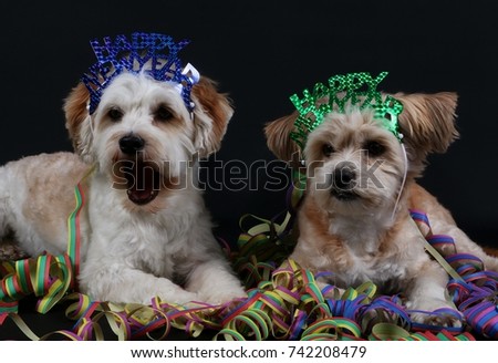 two funny small dogs have a birthday party in the studio