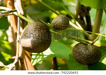 Stephania venosa (Blume) Spreng., Fruit on tree has medicinal properties.