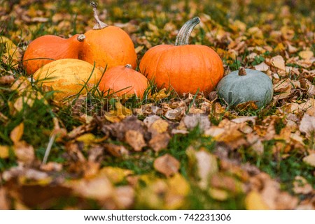 nice orange pumpkins against the background of autumn leaves with space for text or design