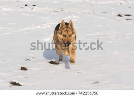 The German shepherd quickly runs through the snow, pursuing prey.