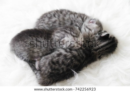 Kittens are newborns. Kittens are striped.
