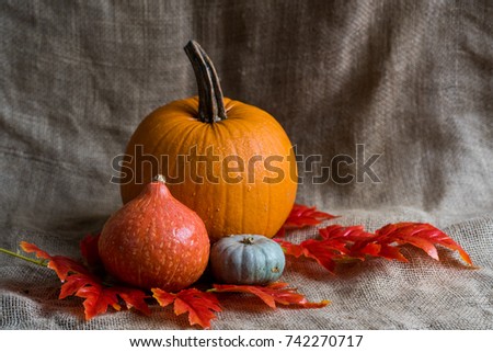 Close up various pumkins and red leaves