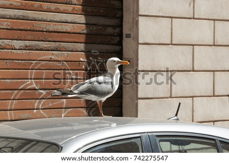 sea gull seating on a car roof