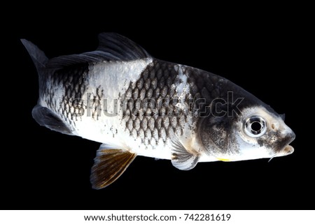 Black and white koi fish