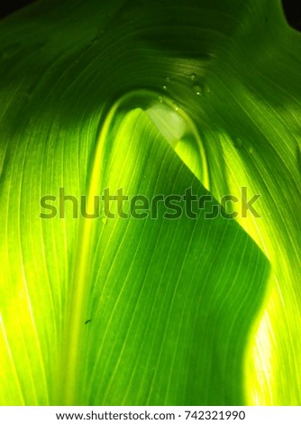 Leaf Fiber