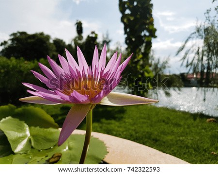Lotus flower Purple pink with the morning light.