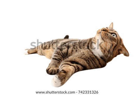 tabby cat in white background with sleep playing