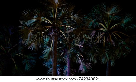 sugar palm in the night with the refection of colorful lights