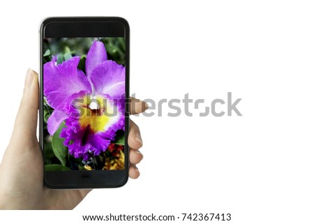 Young woman using smart phone taking photo of pink cattleya orchid isolated on white background. 