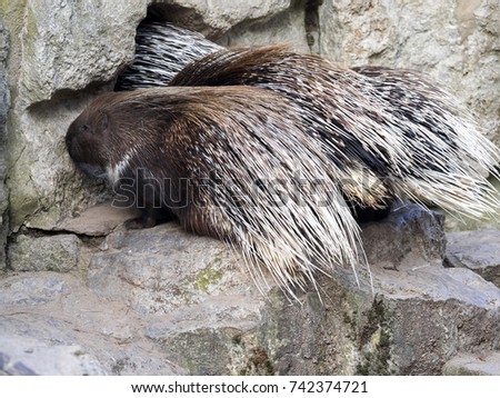 family sleeping Indian crested porcupine, Hystrix indica