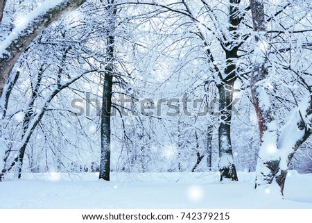 winter landscape. trees forest in snow. Christmas. frost