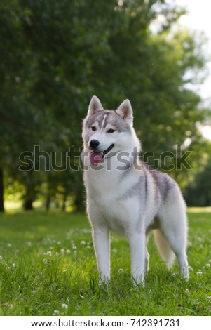 Husky dog standing in green background. Show dog in the park.