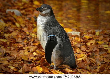 The Humboldt penguin (Spheniscus humboldti) is a South American penguin at the zoo