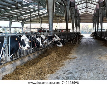 The life of dairy cows on a farm. They feed on fodder, corn and straw to grow and produce milk.Picture taken in October 2017 during the visit to Lacturale farm. Navarra - Spain