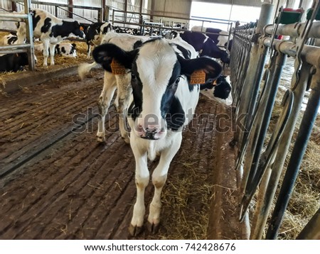 The life of dairy cows on a farm. They feed on fodder, corn and straw to grow and produce milk.Picture taken in October 2017 during the visit to Lacturale farm. Navarra - Spain