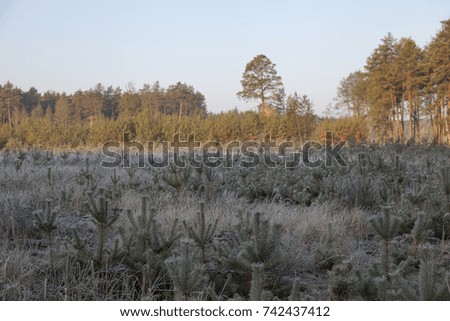 Morning frost in the autumn forest
