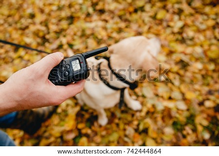 Dog with remote on outdoor.