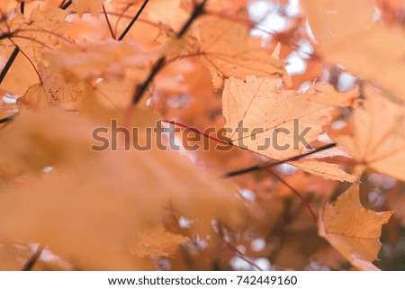 Autumn leaves on nature in autumn day with blurred background